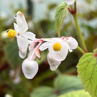 Begonia grandis 'Alba'